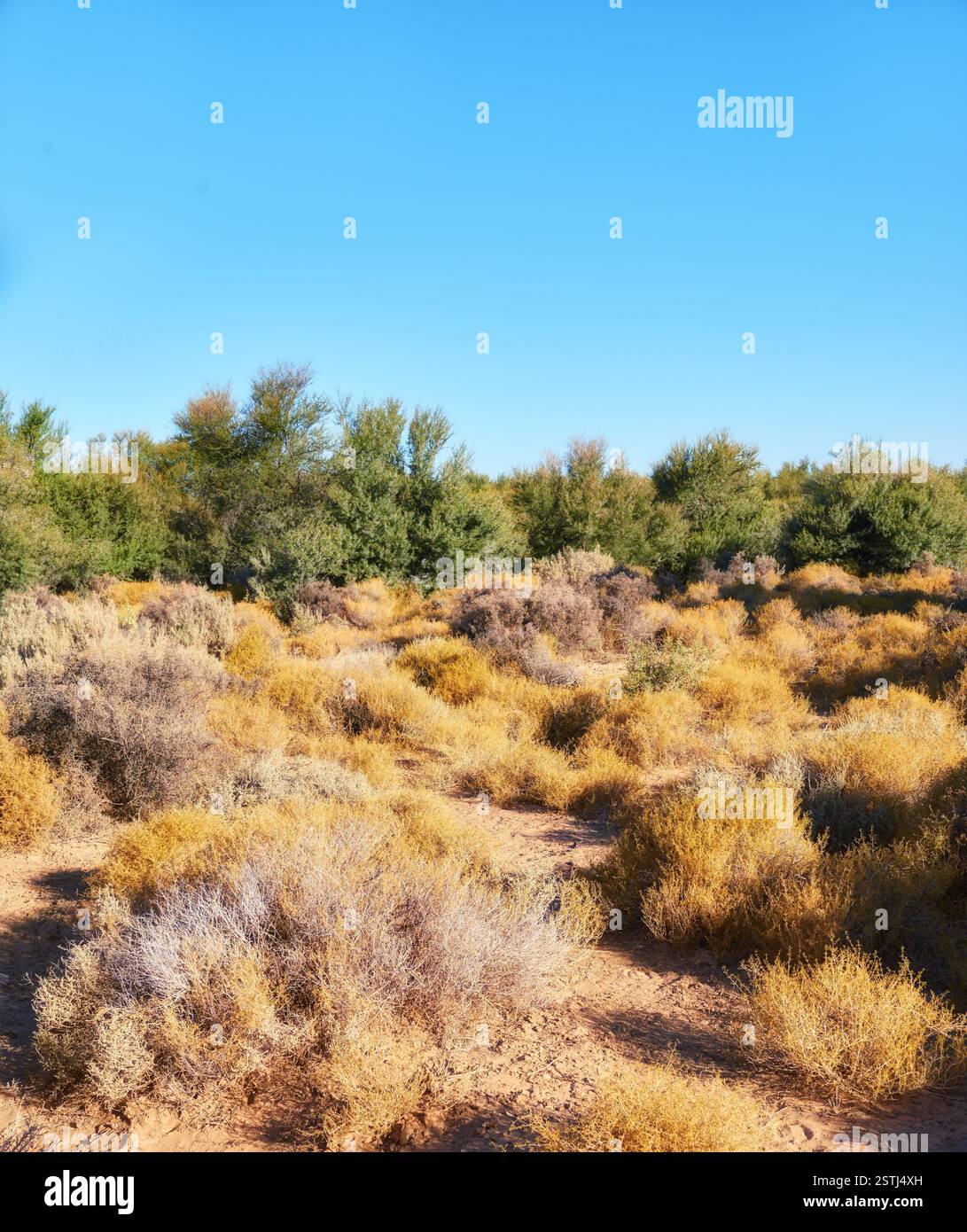 Croissance, paysage ou terrain en herbe sèche pour l'aventure en plein air, la conservation et l'écologie. Mauvaises herbes, ciel bleu et nature avec des bois et un espace maquette dedans Banque D'Images