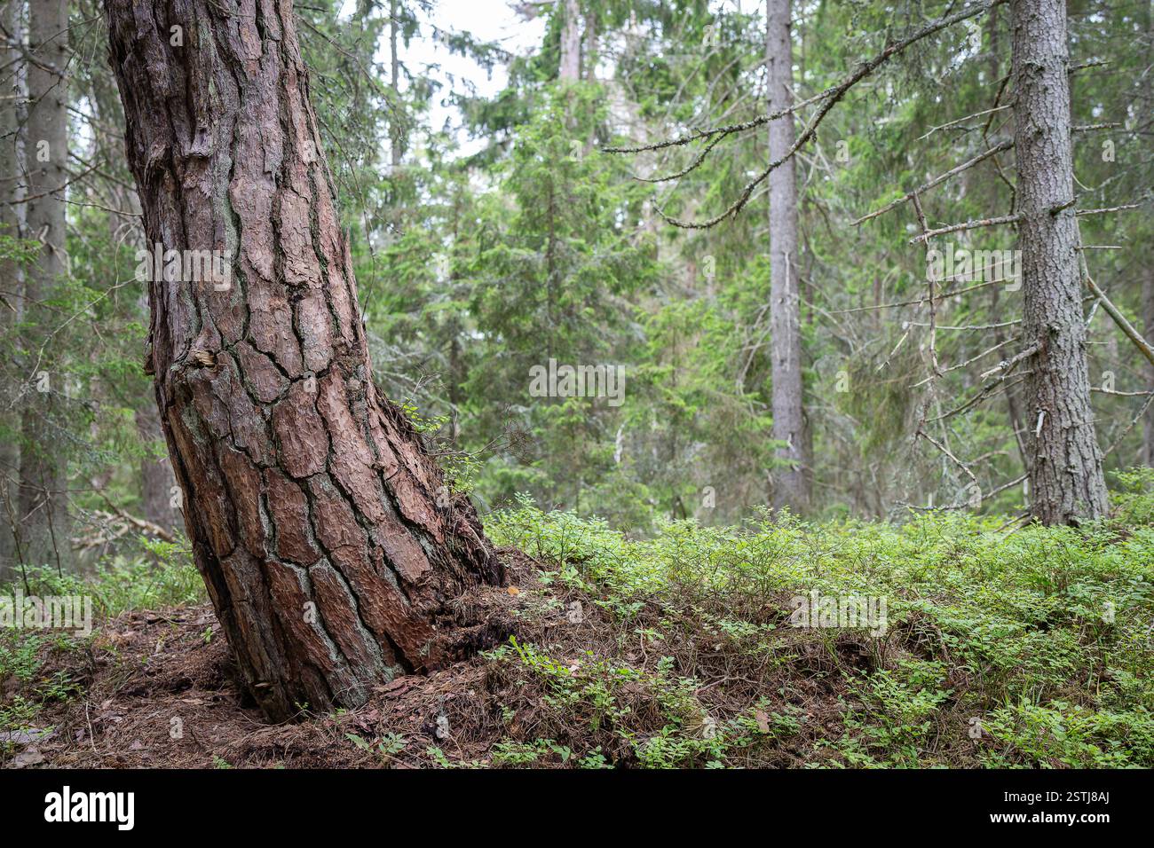 Gros plan du vieux tronc de pin. Tronc d'arbre gros plan forêt ancienne. Biodiversité. Forêt ancienne avec abondance d'arbres en décomposition et vieux. Banque D'Images