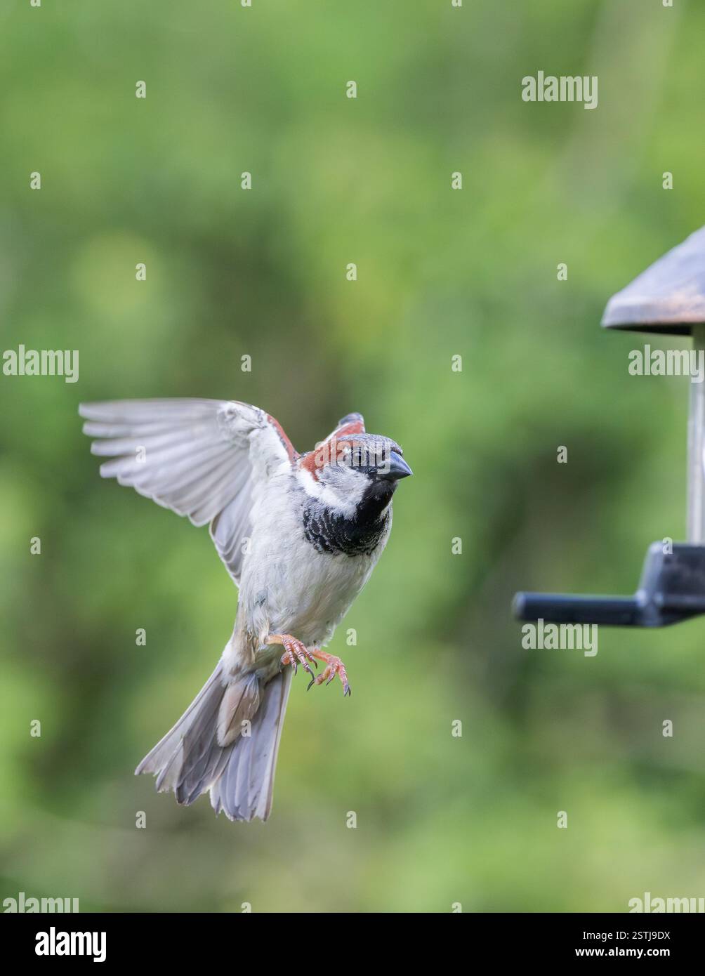 Moineau domestique [ passer domesticus ] en vol à l'alimentateur de graines de jardin Banque D'Images
