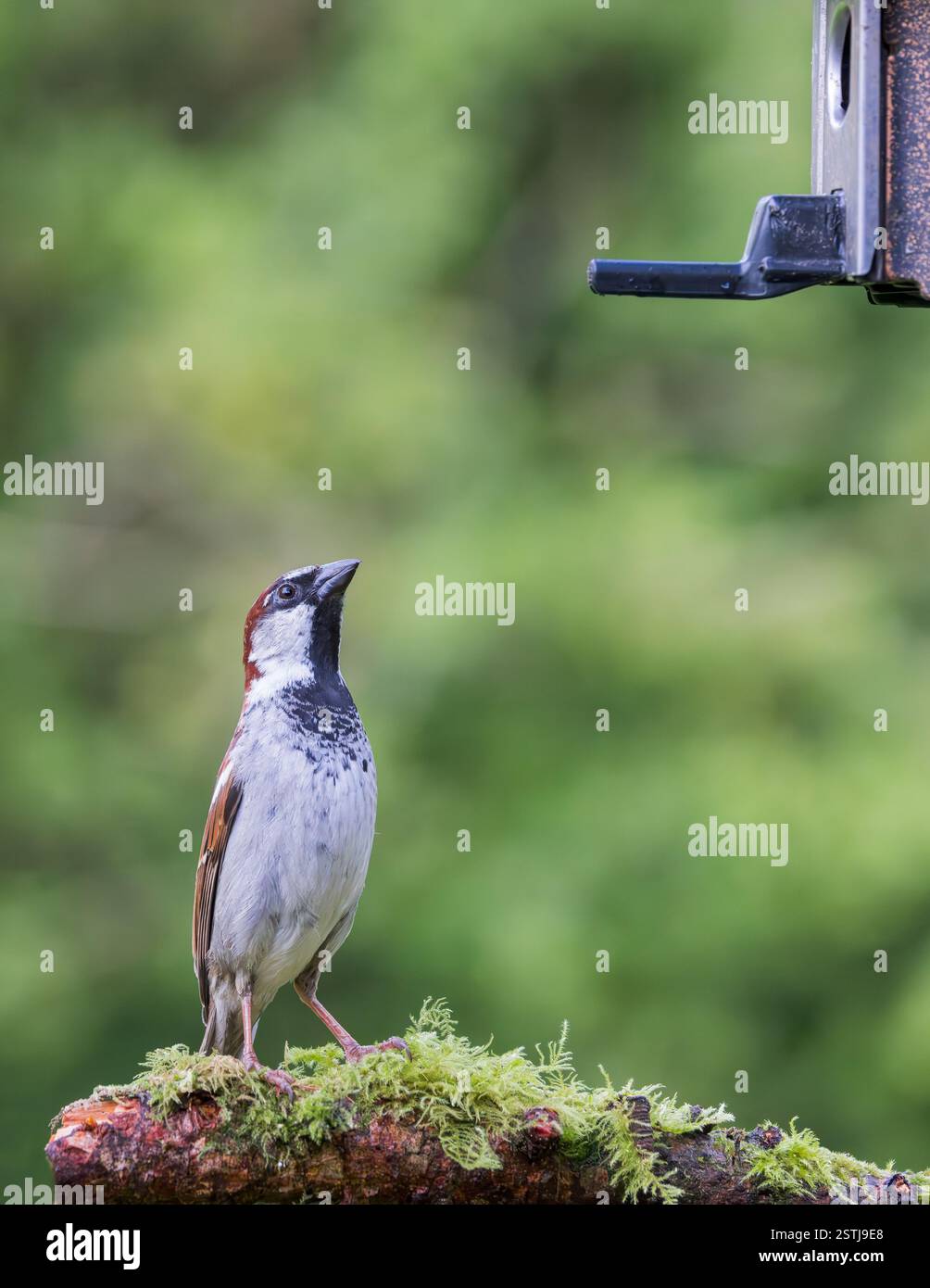Moineau de maison [ passer domesticus ] sur une bûche moussue regardant vers le haut à l'alimentateur de graines de jardin Banque D'Images
