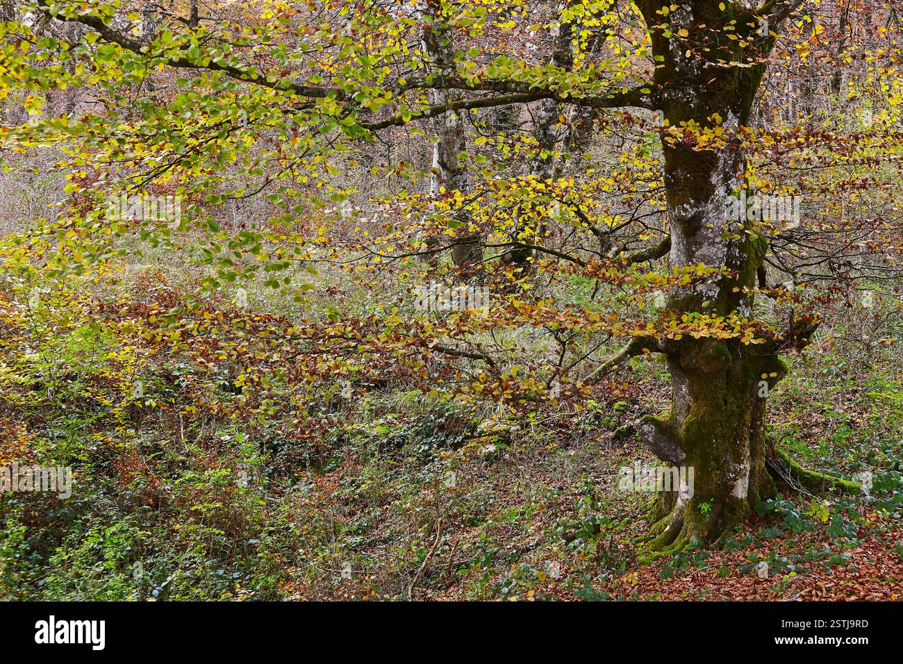 Paysage d'automne avec végétation de mousse. Burgos Castilla y Leon. Espagne Banque D'Images Paysage d'automne avec végétation de mousse. Burgos Castilla y Leon. Espagne Banque D'Images