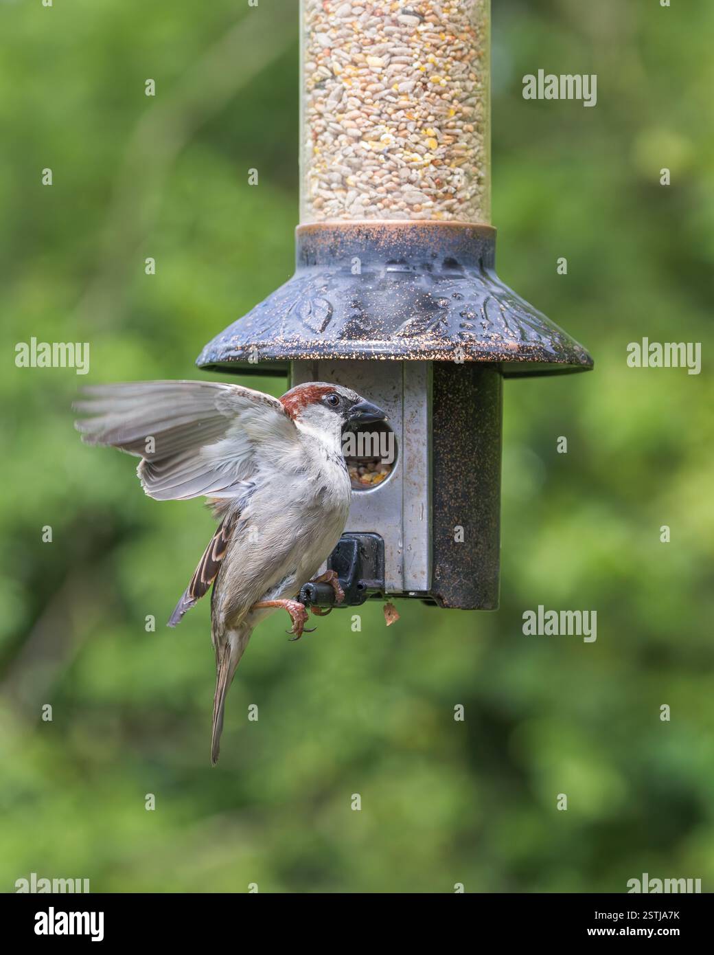 Moineau de maison [ passer domesticus ] oiseau mâle sur l'alimentateur de graines de jardin Banque D'Images