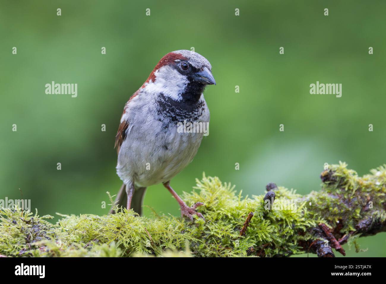 Moineau de maison [ passer domesticus ] oiseau mâle sur bûche moussue Banque D'Images