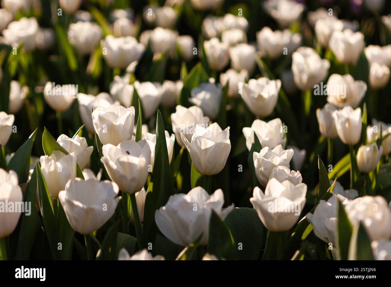 Fond de tulipes blanches. Belle image florale. Festival des fleurs de Chiang mai. Banque D'Images