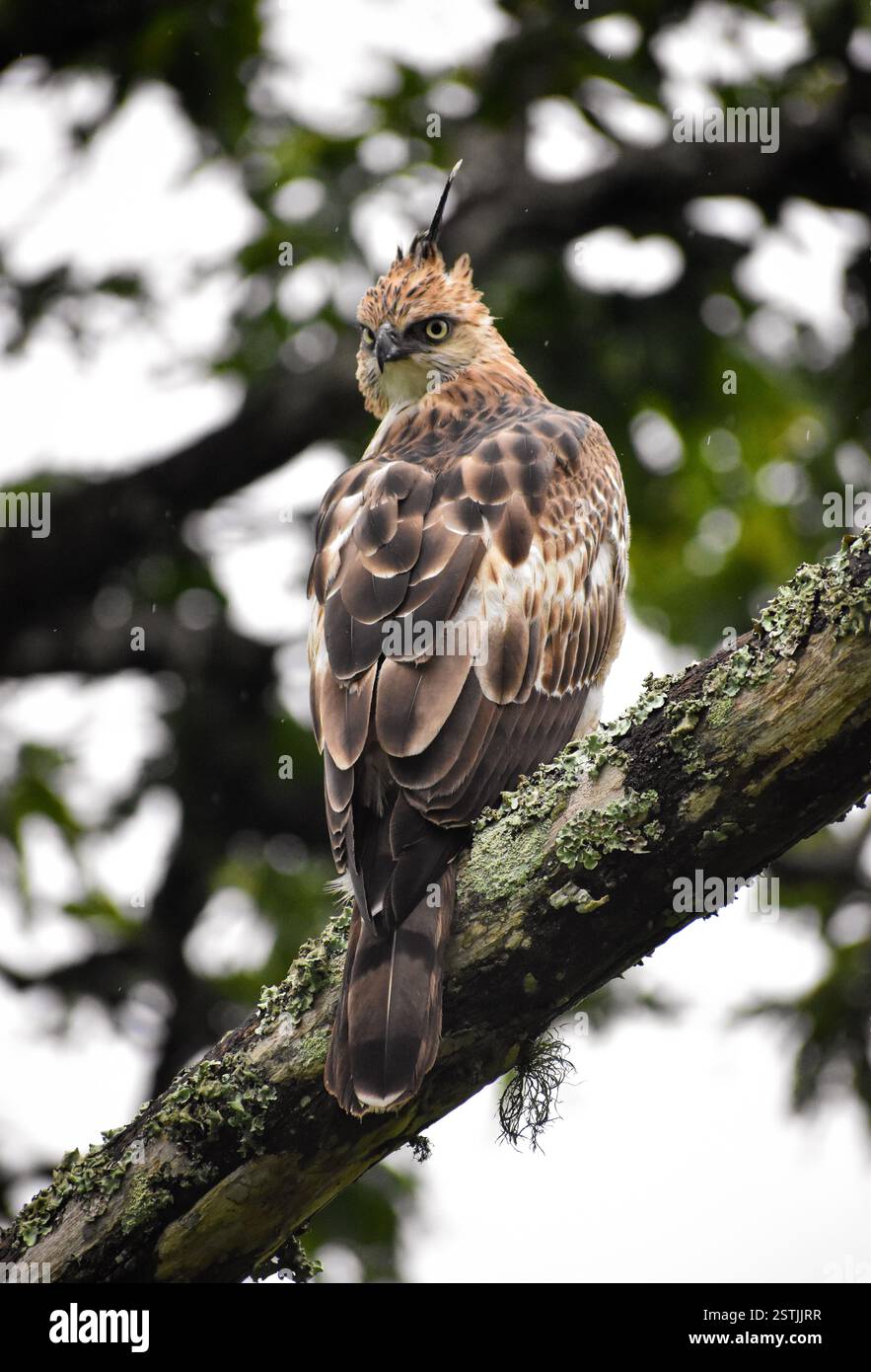 aigle faucon changeable dans son habitat Banque D'Images