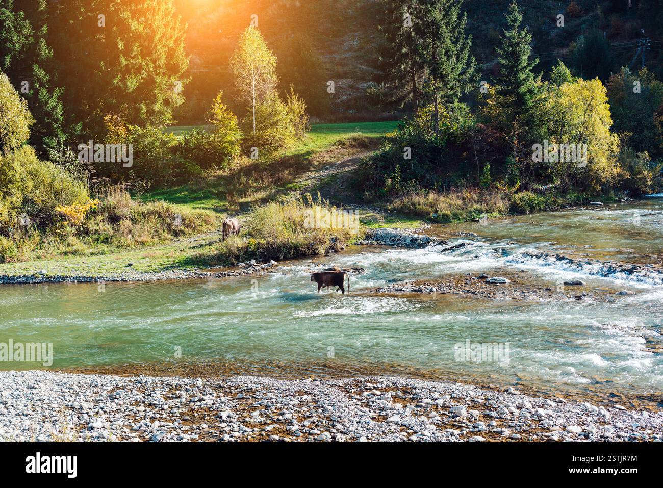 Traversé la rivière de vache Banque D'Images
