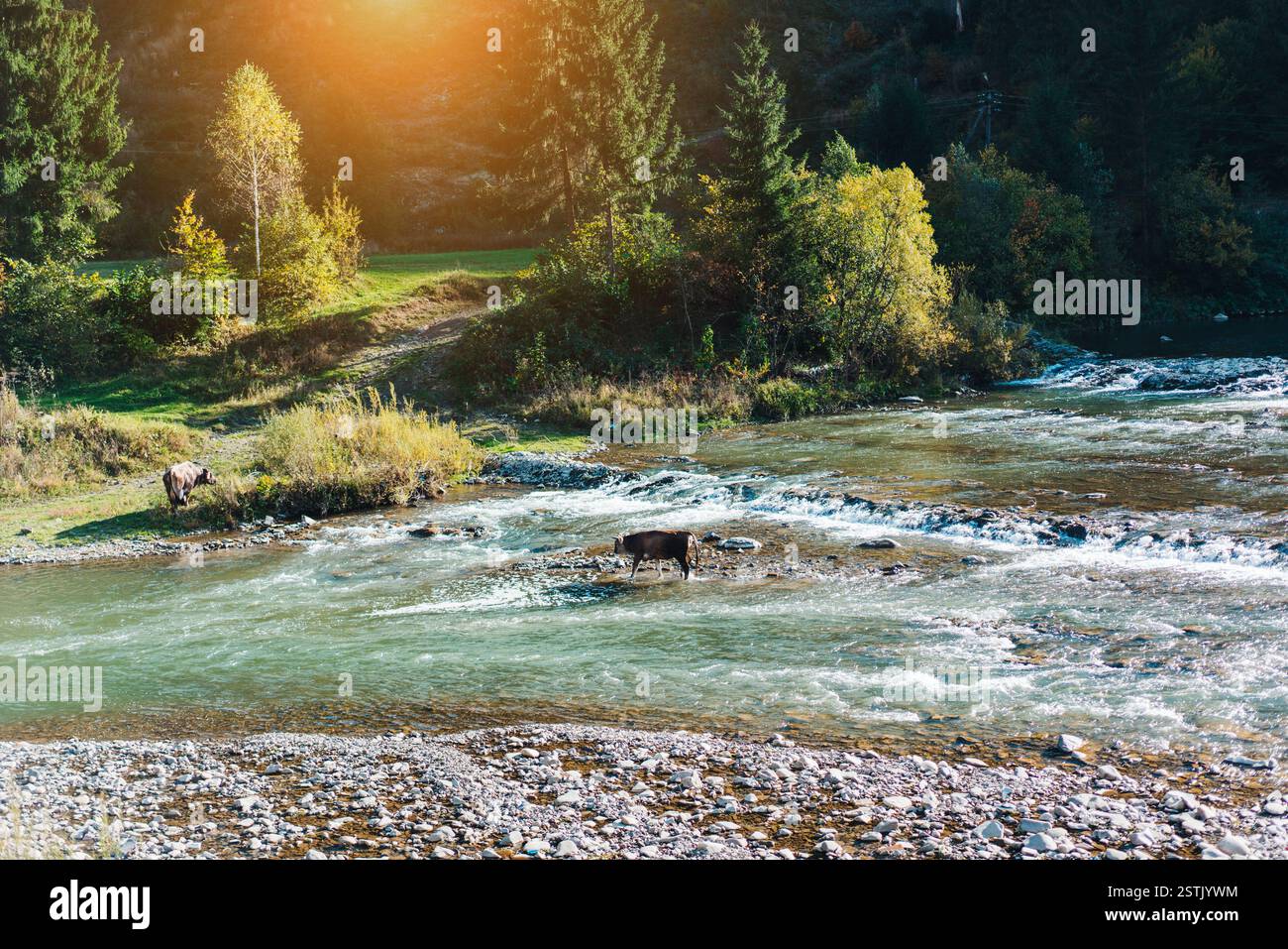 Traversé la rivière de vache Banque D'Images