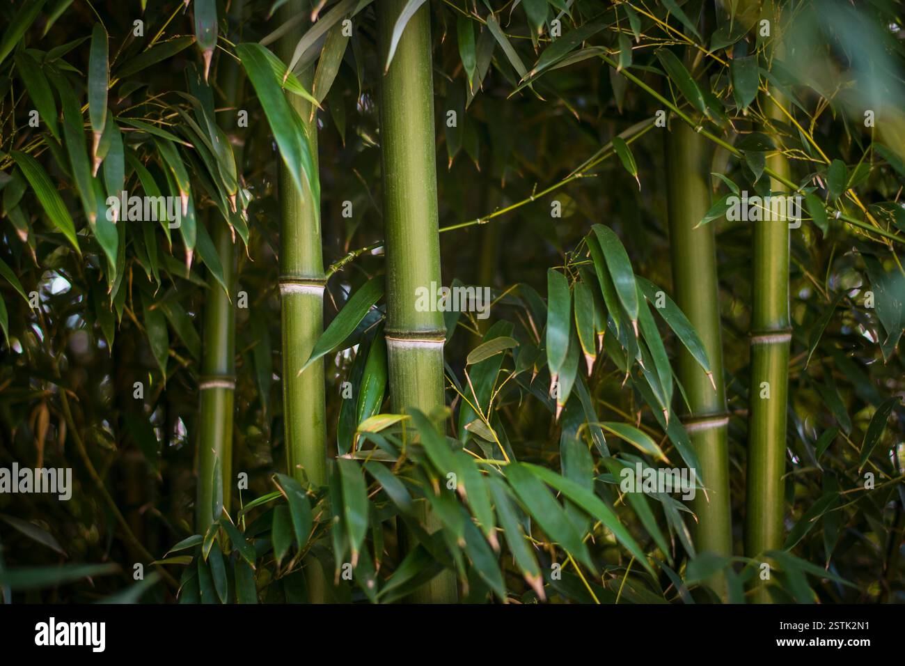 Tronc de forêt de bambou épais et détail des feuilles Banque D'Images