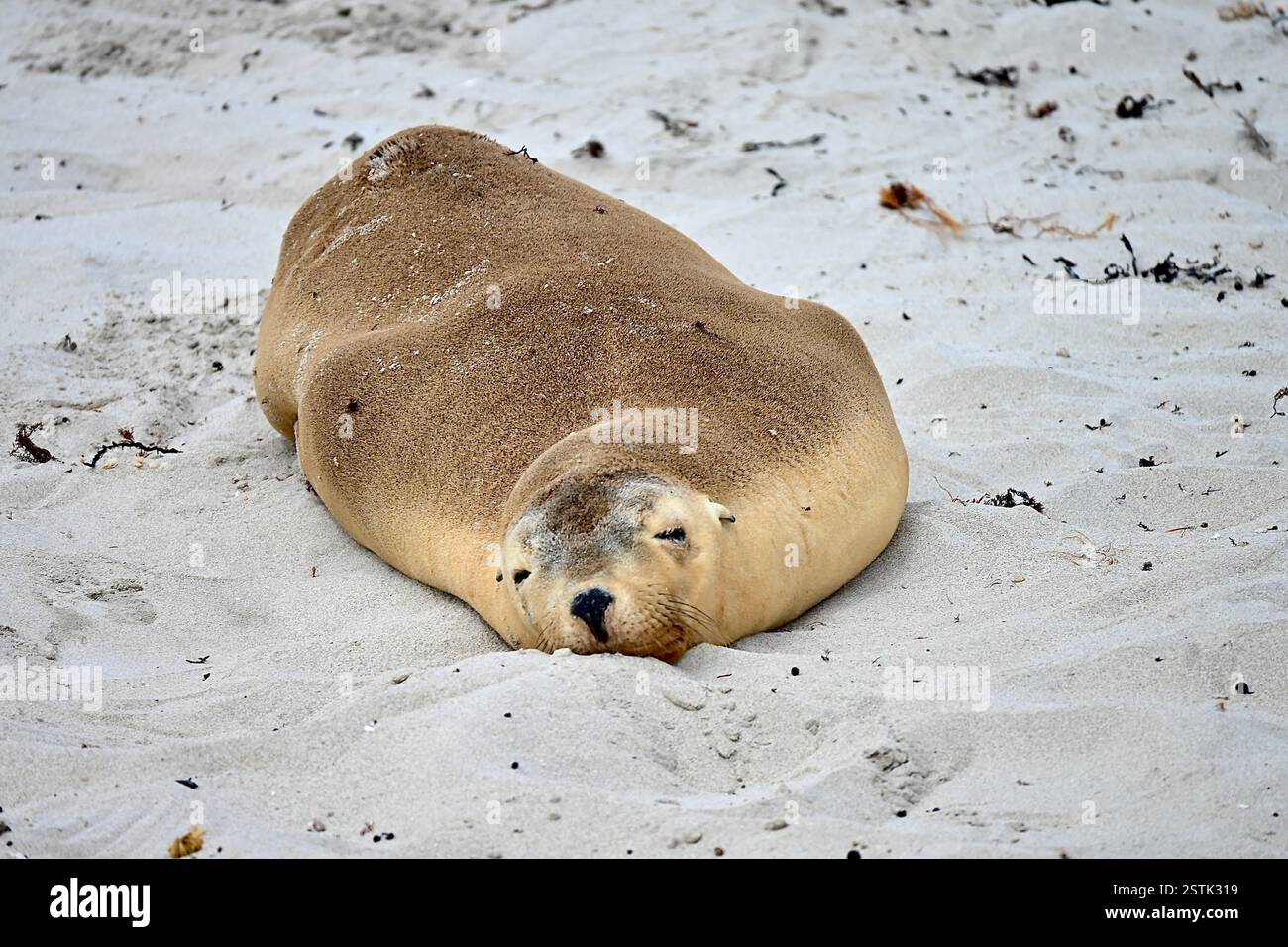 Phoque à fourrure australien reposant sur les rives de Kangaroo Island, Australie Banque D'Images