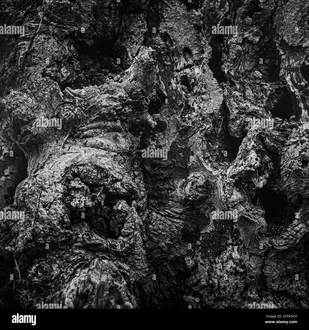 Une photo en gros plan noir et blanc d'un vieux tronc d'arbre, montrant tous les détails abstraits complexes de l'écorce Banque D'Images