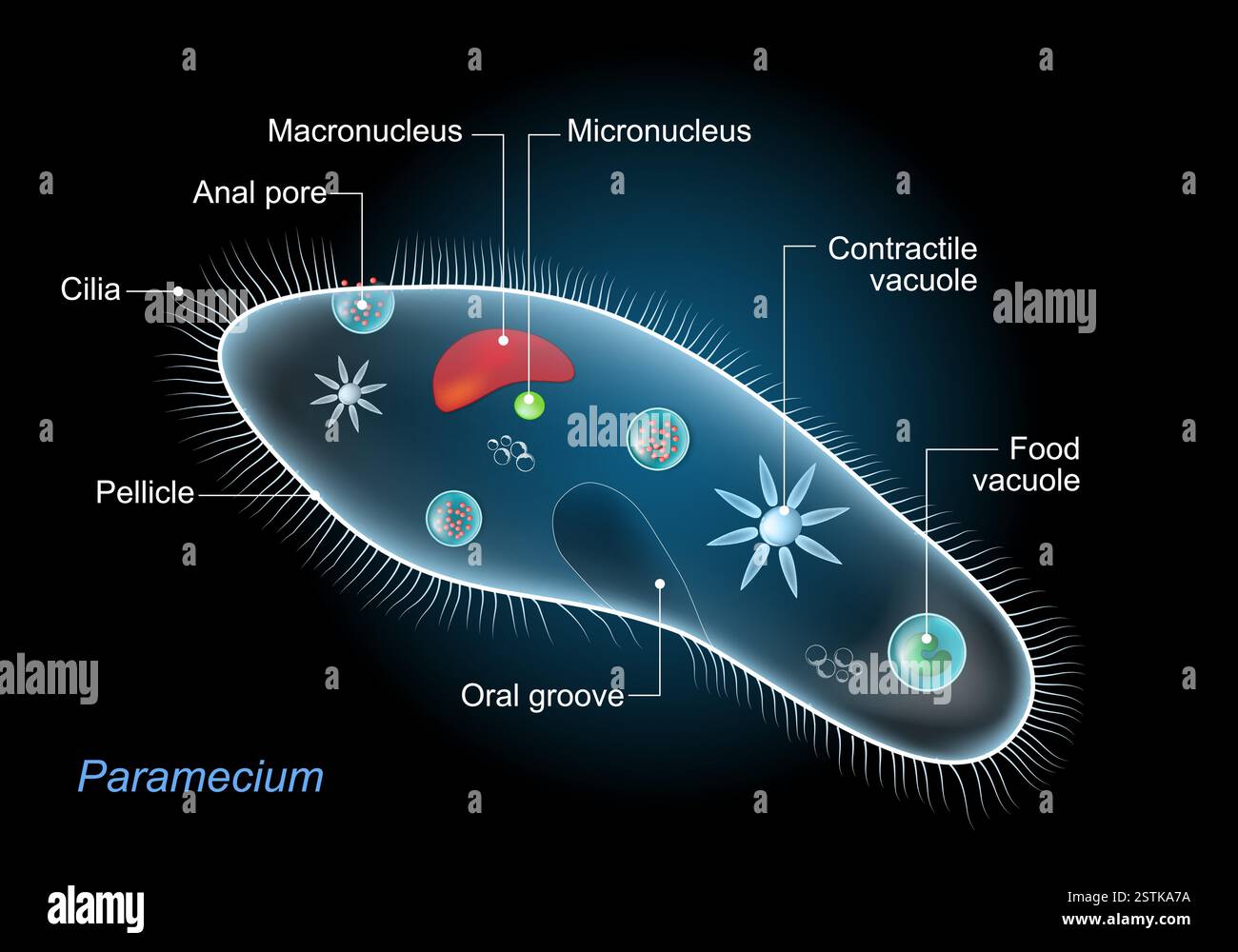 Paramecium, noyau, vacuole contractile, autres organites. Anatomie de Paramecium caudatum avec titres. Illustration vectorielle. Diagramme étiqueté Illustration de Vecteur