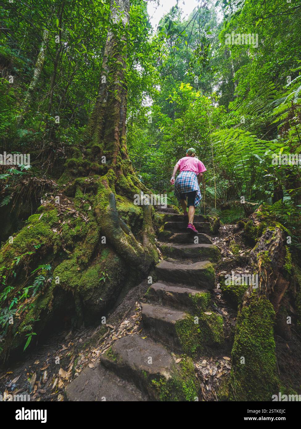Vue arrière de la femme grimpant les marches de pierre dans la forêt Banque D'Images