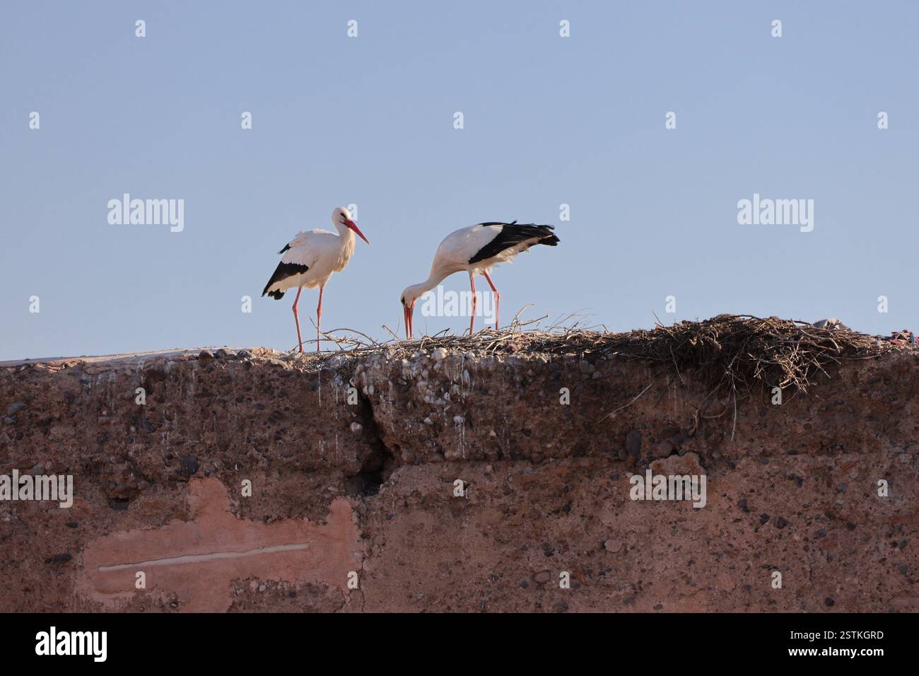 Cigognes sur les remparts dans le Mellah / quartier juif Marrakech Banque D'Images