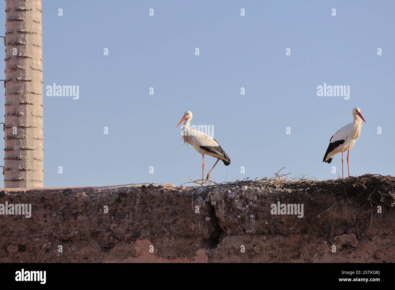 Cigognes sur les remparts dans le Mellah / quartier juif Marrakech Banque D'Images