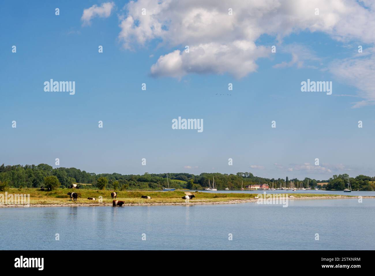 Vaches, voiliers et port de plaisance dans la baie de Dyvig, une crique d'ALS Sund, ALS Island, Danemark du Sud Banque D'Images