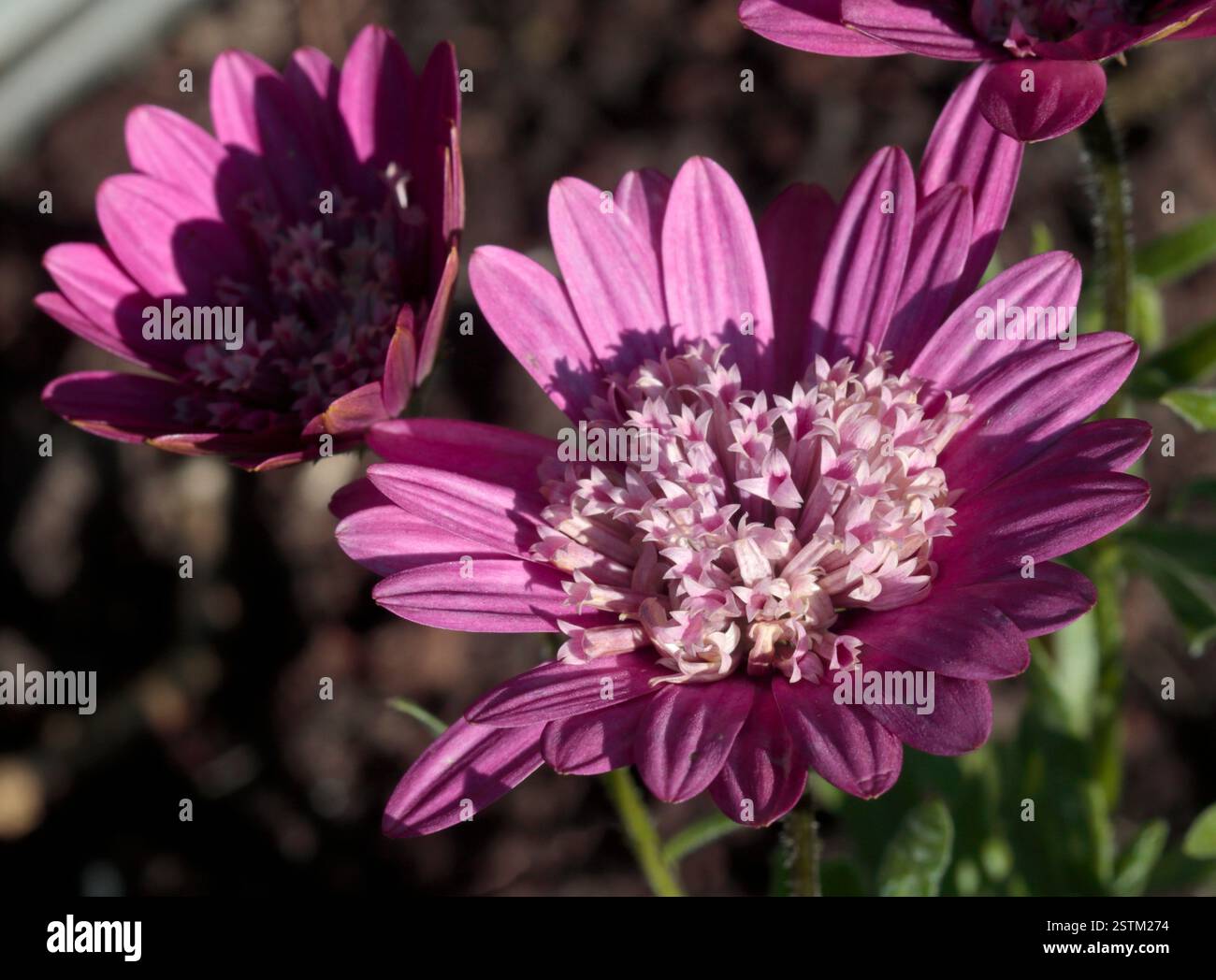 Violet Osteospermum (Cape Daisy) Banque D'Images