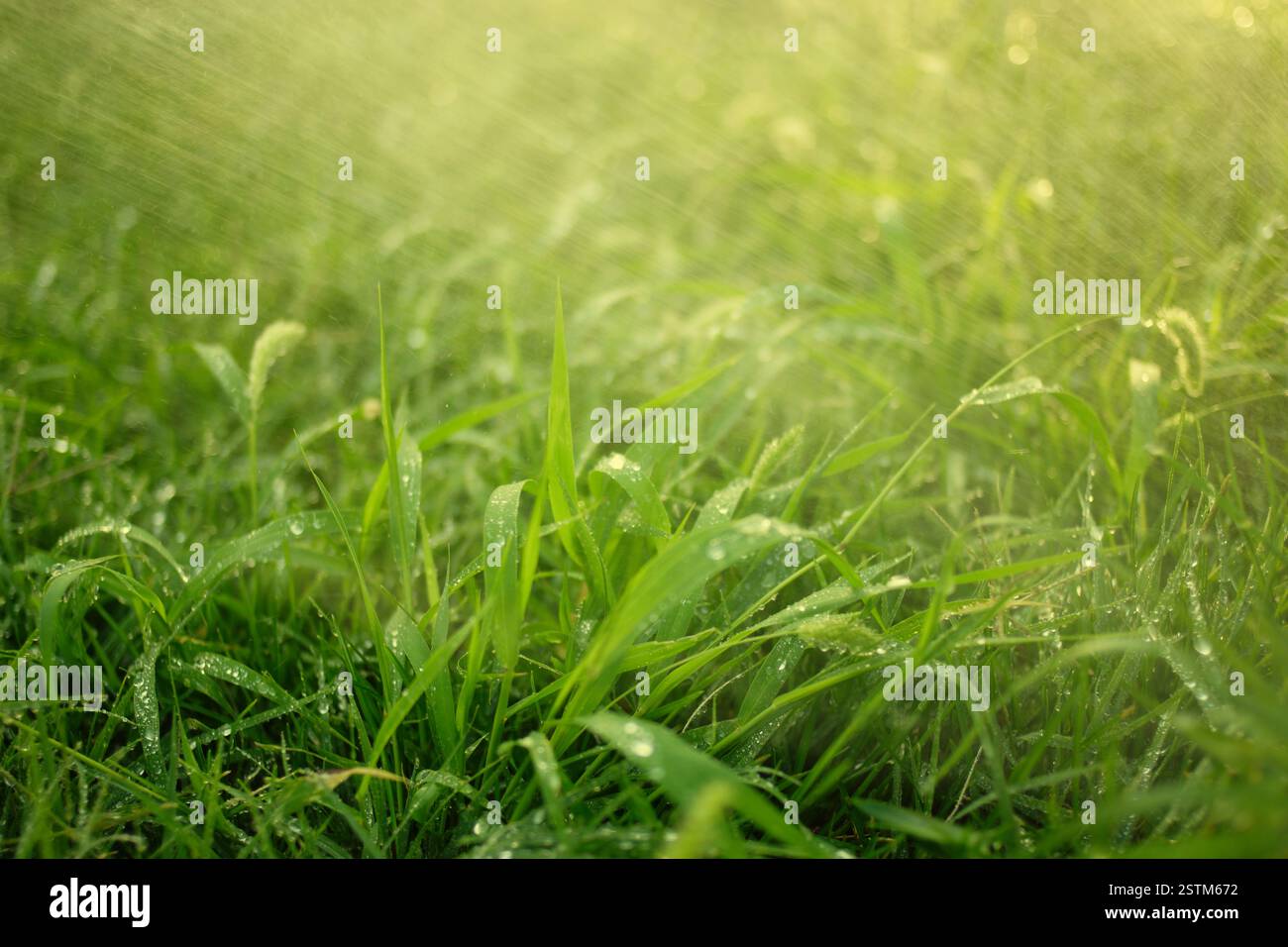 Herbe fraîche couverte de gouttes de pluie et brouillard de petites gouttes d'eau dans l'air rétro-éclairé par le coucher du soleil Banque D'Images