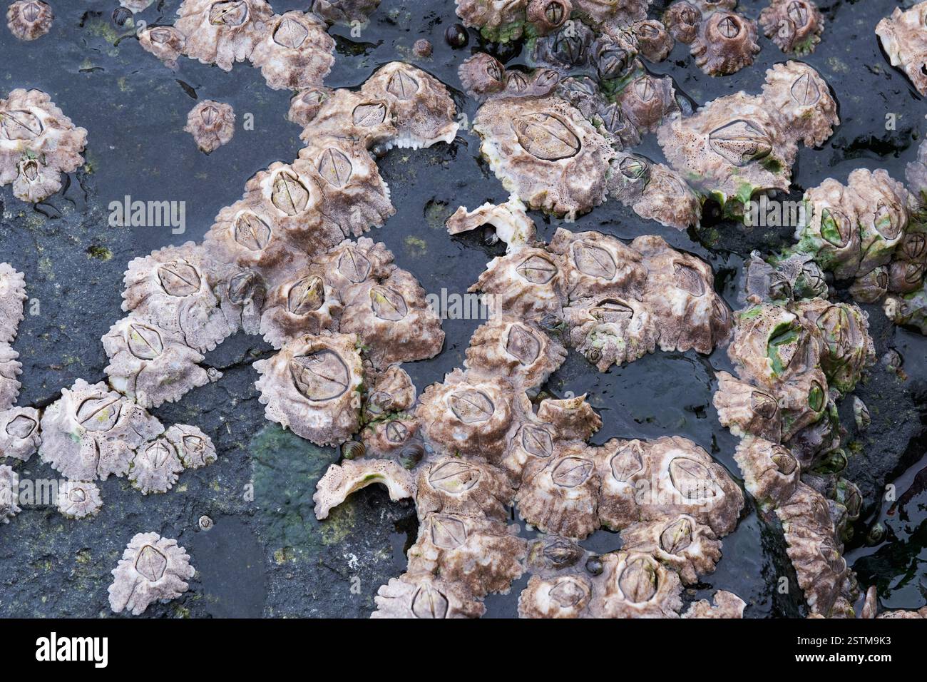 Gros plan des bernacles marins poussant sur une surface rocheuse Chthamalus stellatus poli Banque D'Images