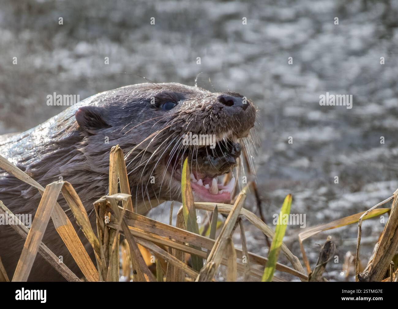 Un beau loutre (Lutra lutra) c'est la bouche ouverte avec une moule qu'il a attrapé montrant ses dents tranchantes et ses moustaches sensibles. Suffolk, Royaume-Uni Banque D'Images