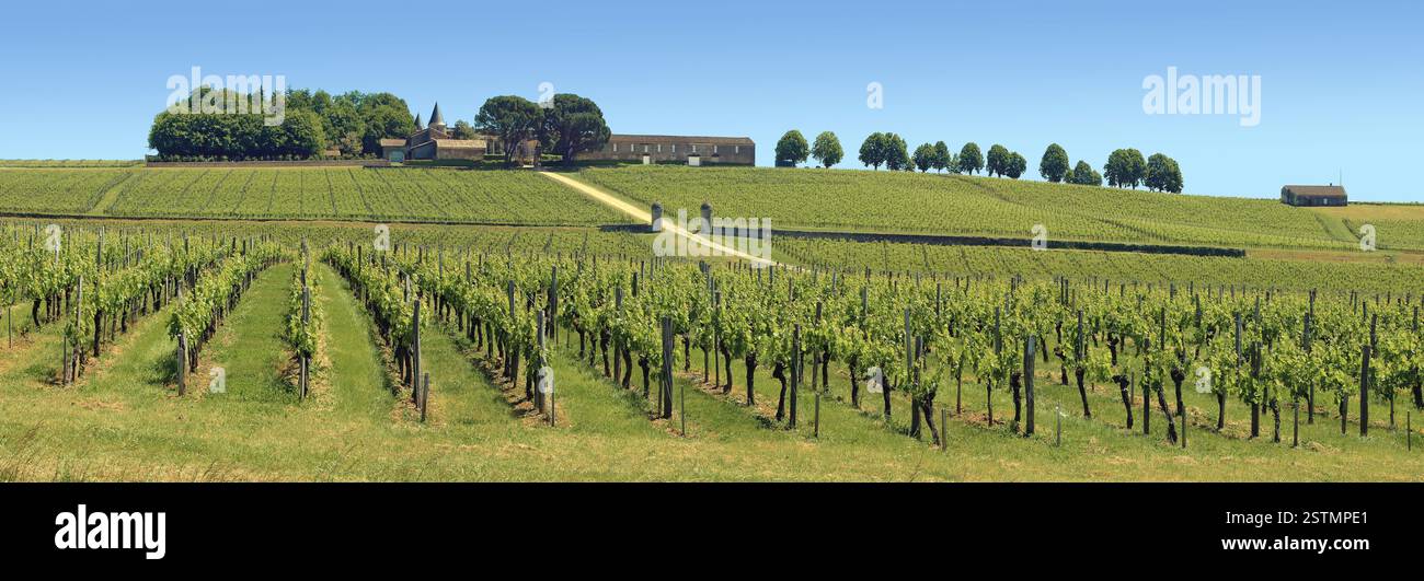 Vignobles bordelais au printemps. Banque D'Images