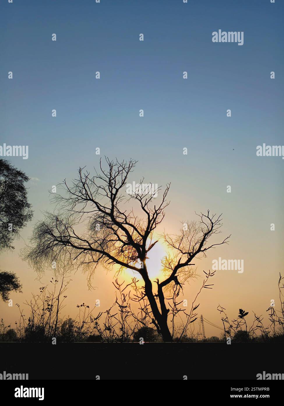 vue imprenable sur le coucher du soleil derrière l'arbre Banque D'Images