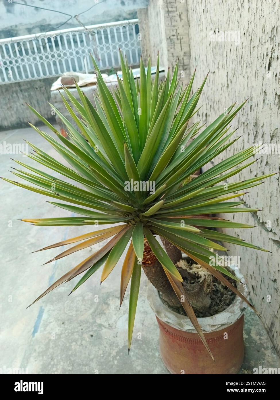 plante yucca dans un pot de jardin à la maison qui semble belle Banque D'Images