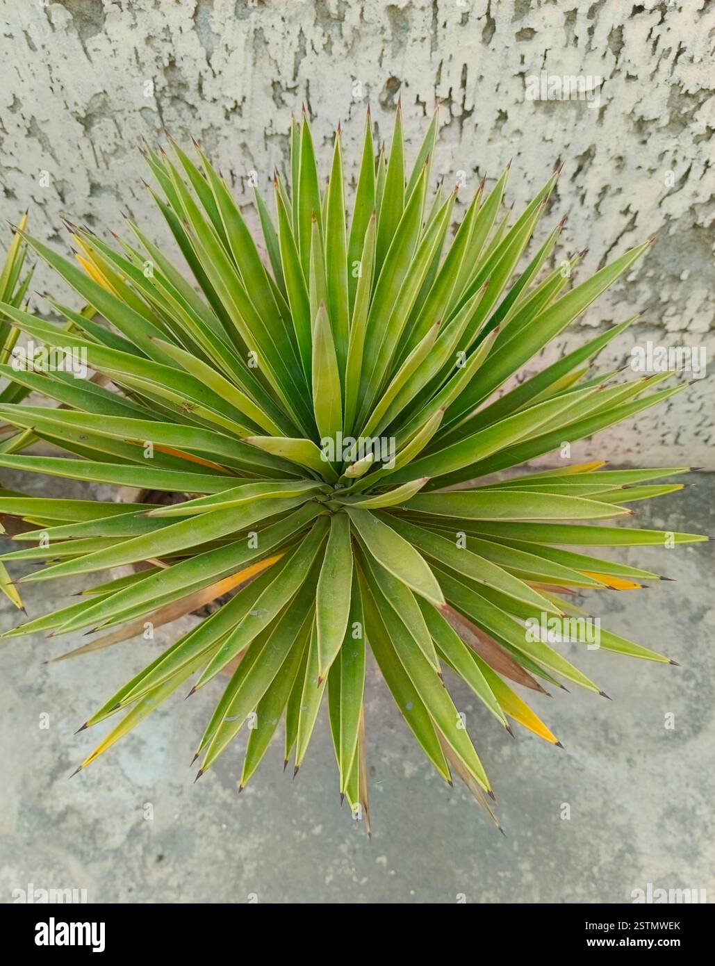 plante yucca dans un pot de jardin à la maison qui semble belle Banque D'Images
