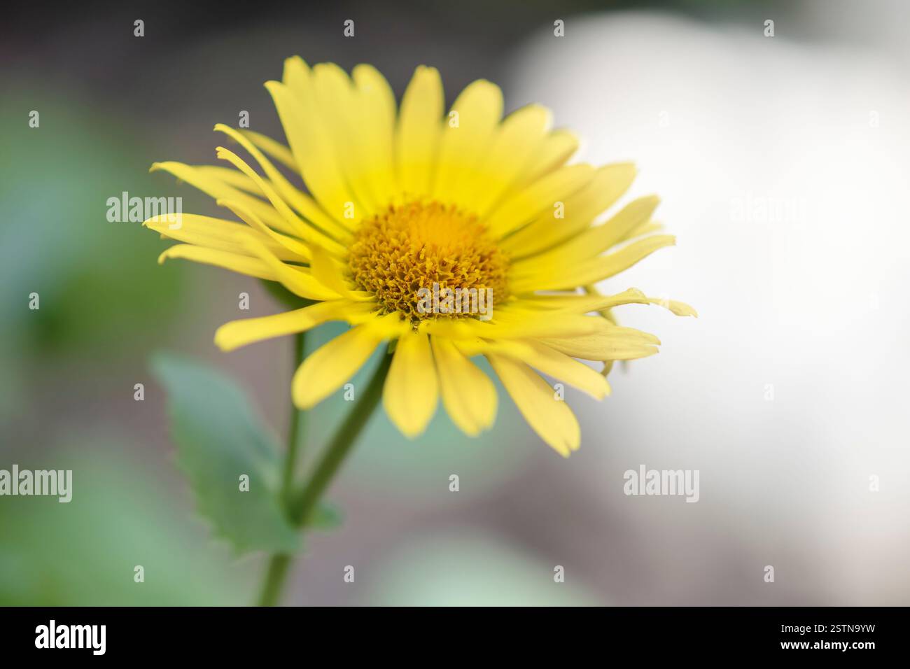 Yellow Daisy dans Jouws of Spring Banque D'Images