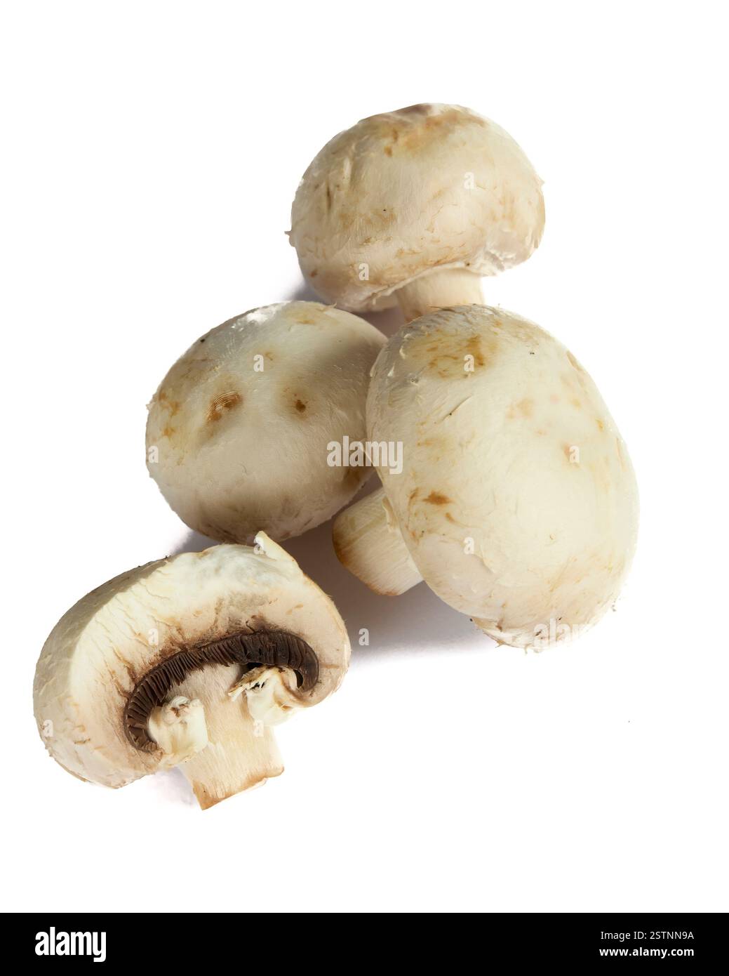 champignon Banque D'Images