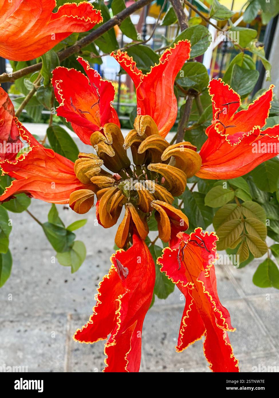 Le Tulipe africain (Spathodea campanulata) fleurit sur Tenerife. Banque D'Images