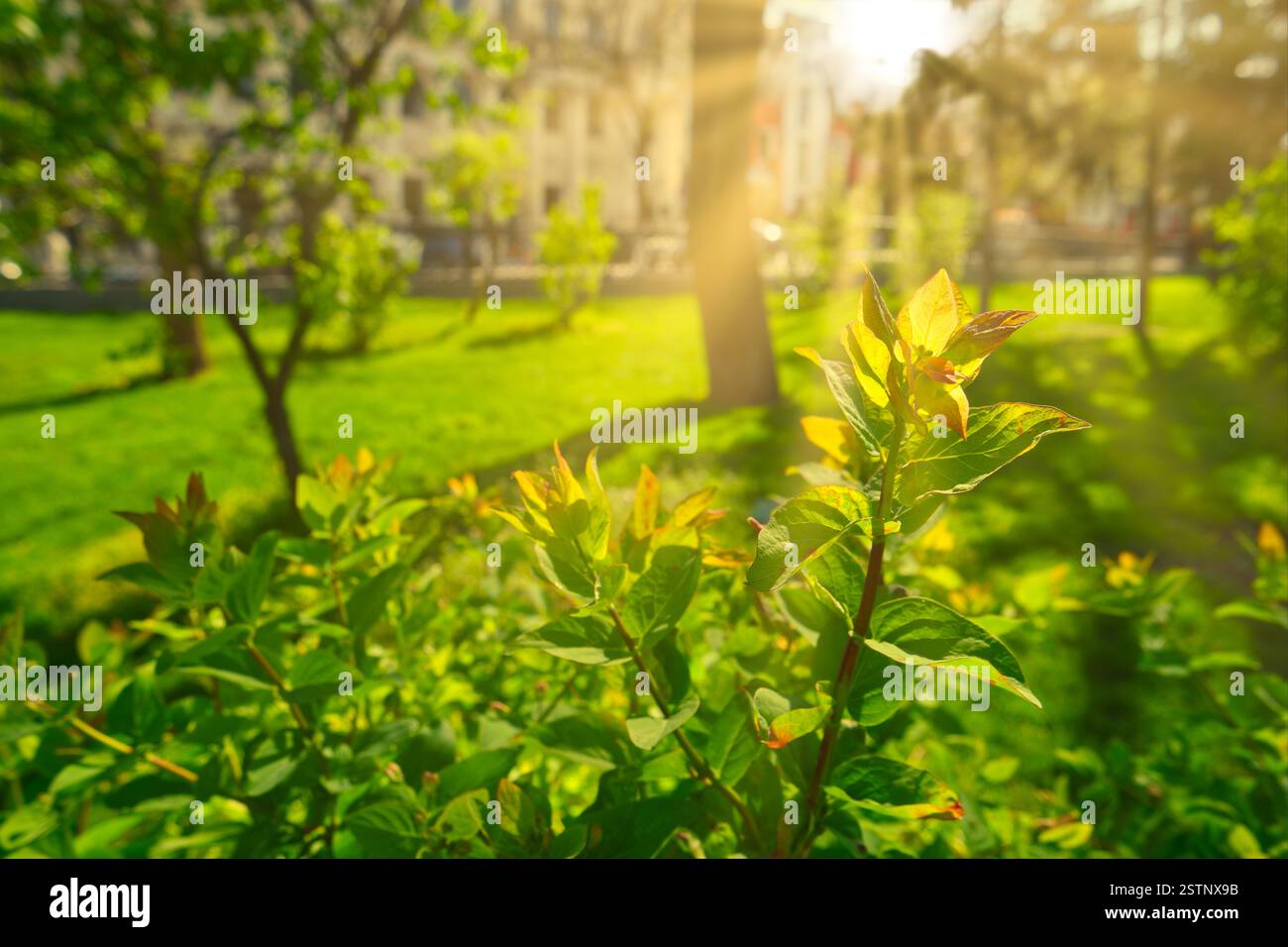 Parc ensoleillé dans la chaude journée de printemps. Banque D'Images