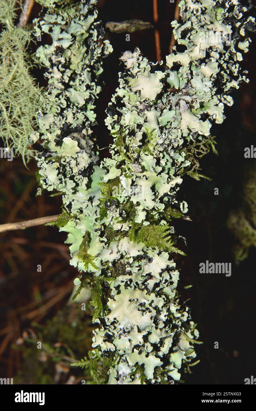Mousses et lichens sur le même tronc d'arbre Banque D'Images