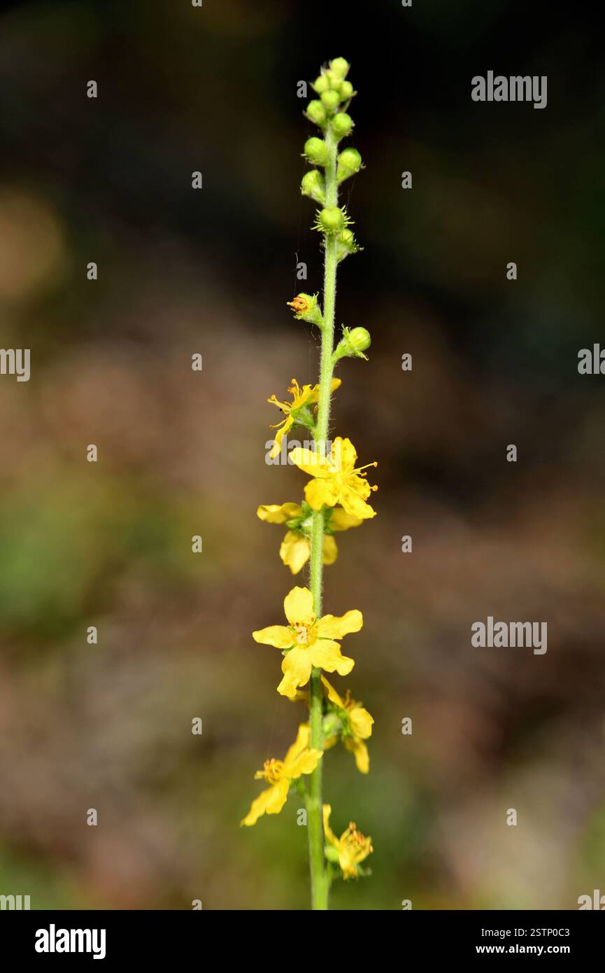 Branche fleurie d'Agrimonia eupatoria Banque D'Images