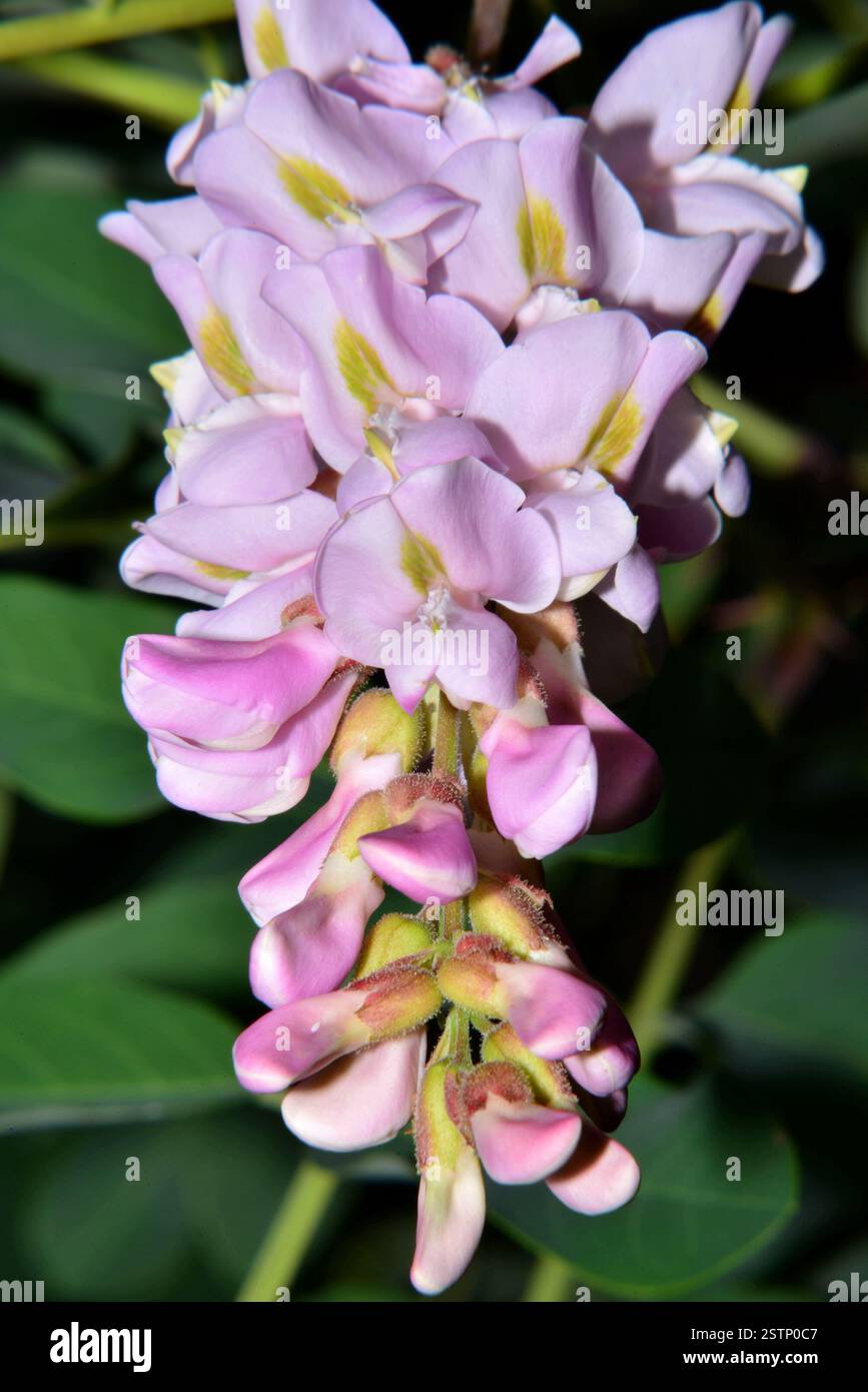 Robinia viscosa Michx fleurit en détail Banque D'Images