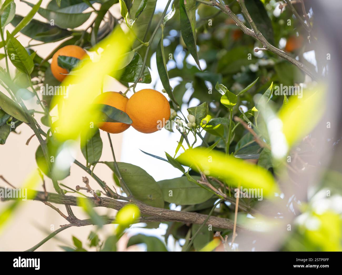 Bouquet d'oranges mûres accrochées à un arbre. Banque D'Images