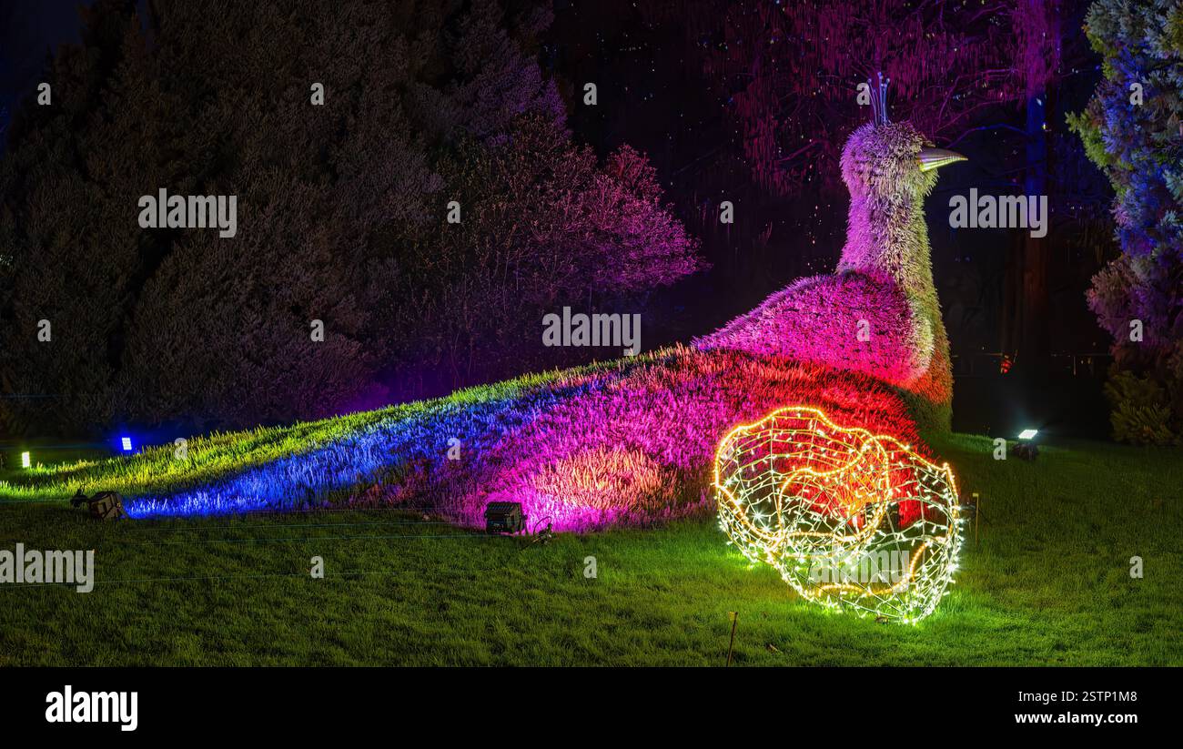 Mainau, Allemagne - 27 décembre 2023 : un jardin de Noël - événement de Noël avec de belles créations lumineuses et illuminations sur l'île de Mainau Banque D'Images Mainau, Allemagne - 27 décembre 2023 : un jardin de Noël - événement de Noël avec de belles créations lumineuses et illuminations sur l'île de Mainau Banque D'Images