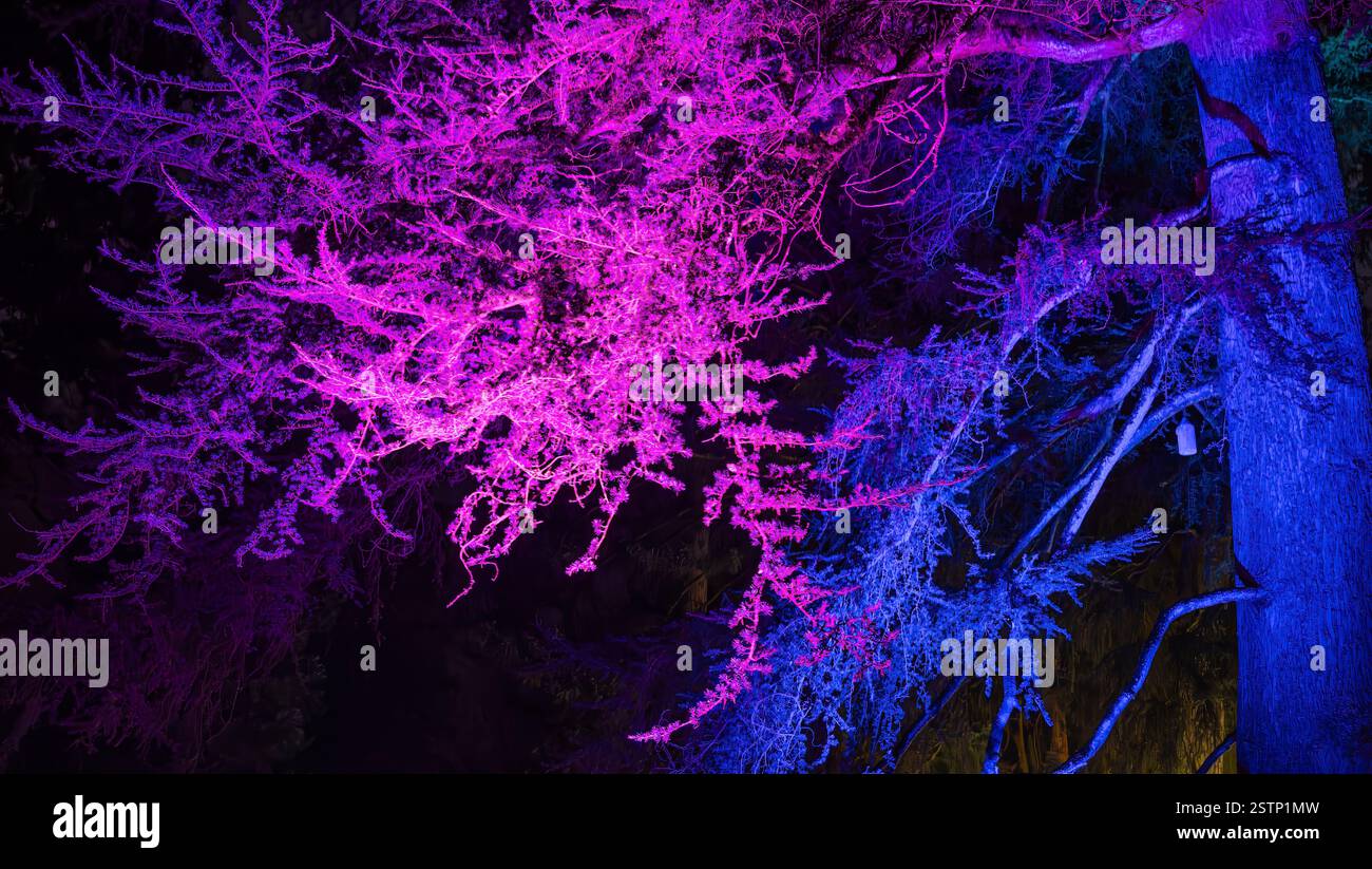 Mainau, Allemagne - 27 décembre 2023 : un jardin de Noël - événement de Noël avec de belles créations lumineuses et illuminations sur l'île de Mainau Banque D'Images Mainau, Allemagne - 27 décembre 2023 : un jardin de Noël - événement de Noël avec de belles créations lumineuses et illuminations sur l'île de Mainau Banque D'Images