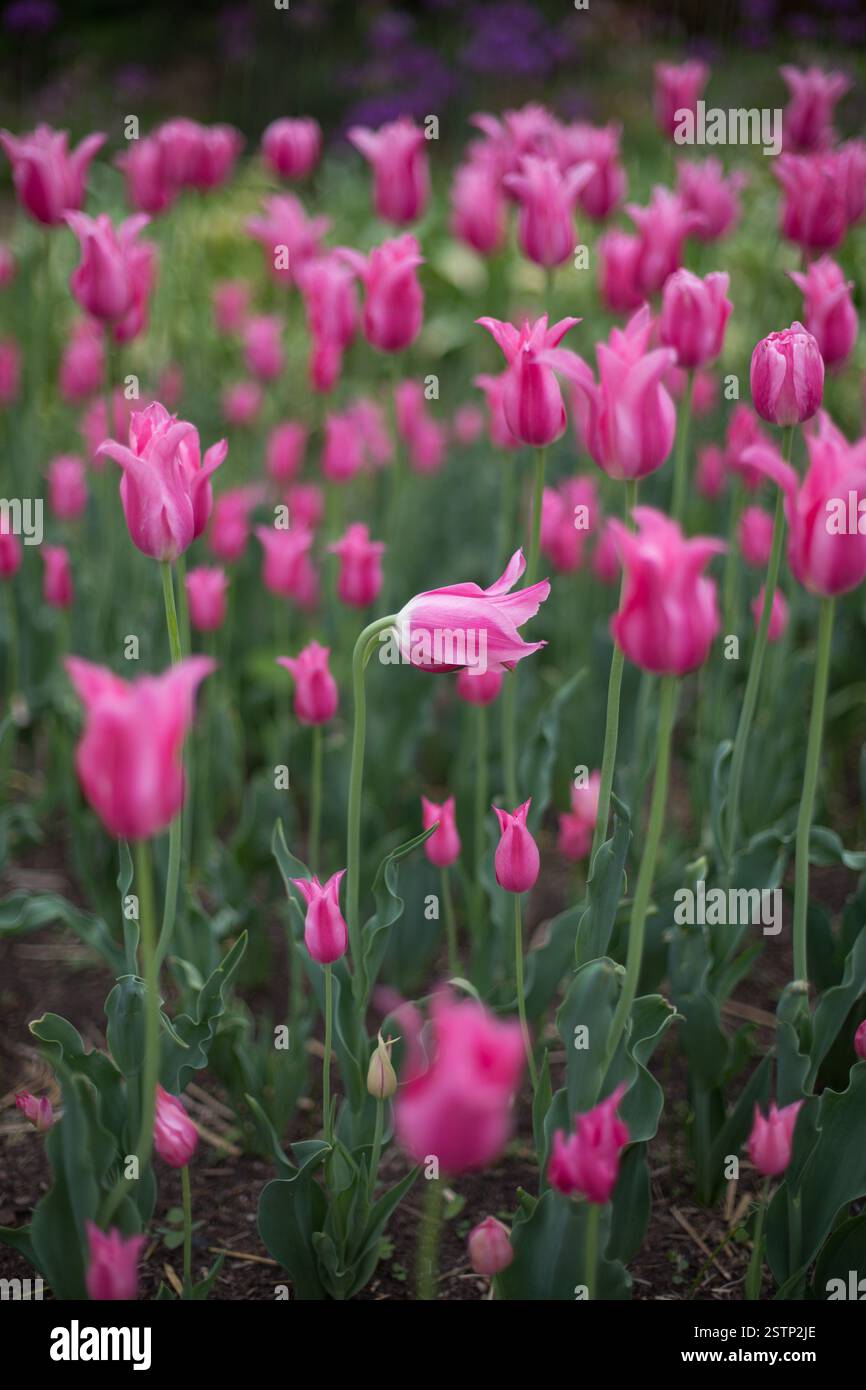 Un champ de tulipes roses, avec une tête de tulipe pliée. Banque D'Images
