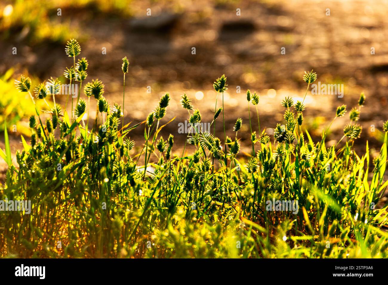 Herbe sauvage et beaucoup d'espace copyspace sur le sol nu Banque D'Images