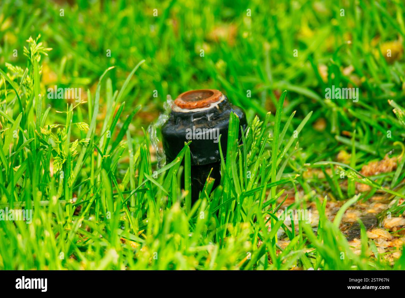Petite tête de gicleur de système d'irrigation automatique se cache dans une herbe Banque D'Images