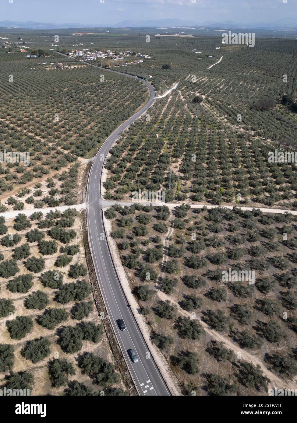 Vue aérienne des oliveraies Fuente Alamo, Puente Genil, Andalousie, Espagne. L'Espagne est le plus grand producteur mondial d'huile d'olive.vue aérienne d'oliveraie Banque D'Images