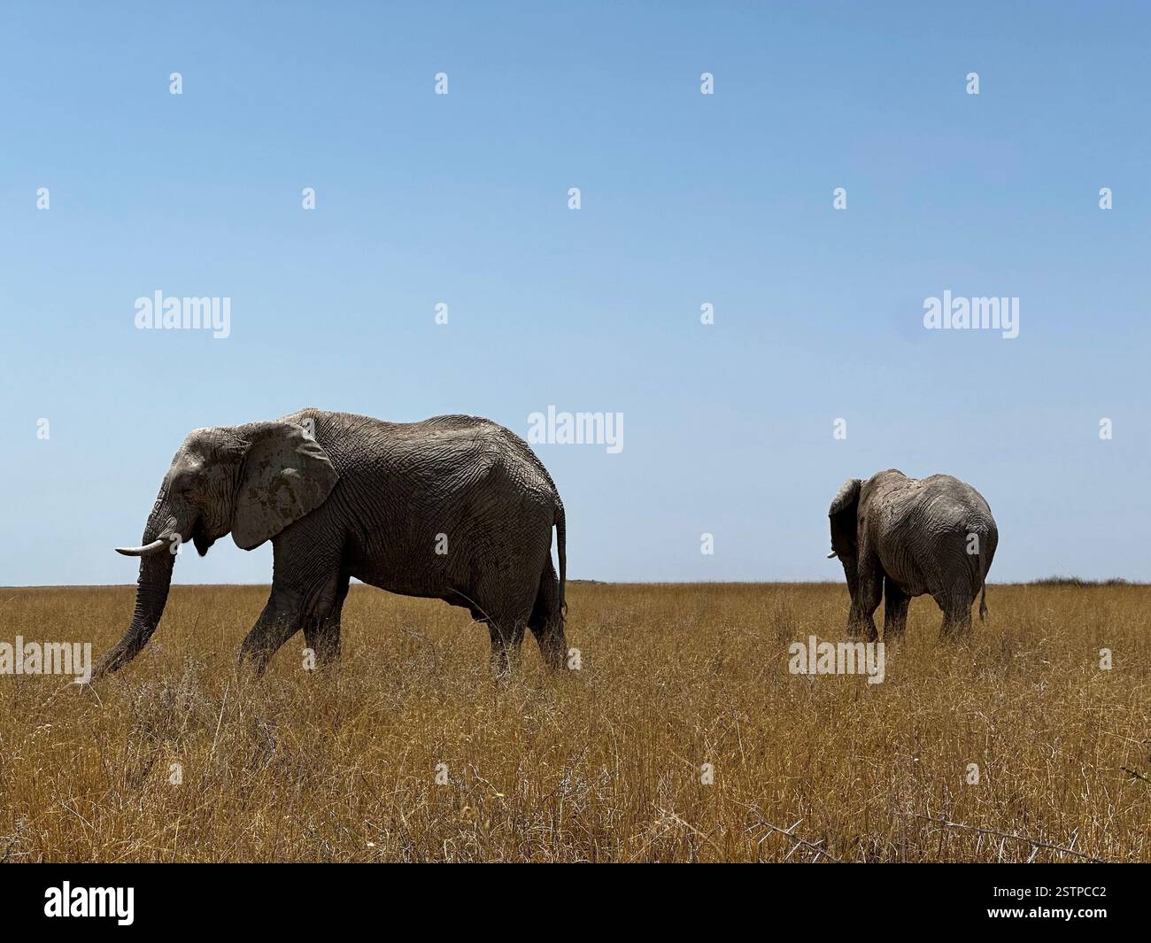 Deux éléphants d’Afrique (Loxodonta) traversent les prairies dorées du parc national d’Etosha, en Namibie, sous un ciel bleu clair. - Image de stock capturée avec un smartphone Deux éléphants d’Afrique (Loxodonta) traversent les prairies dorées du parc national d’Etosha, en Namibie, sous un ciel bleu clair. - Image de stock capturée avec un smartphone
