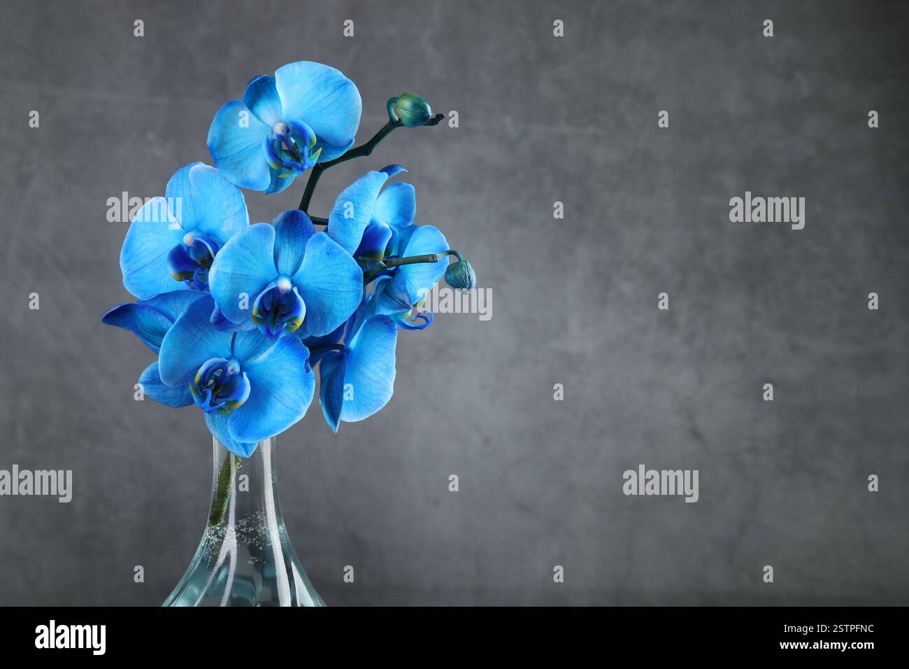 Belles fleurs d'orchidée bleues dans un vase en verre sur fond gris, gros plan. Espace pour le texte Banque D'Images