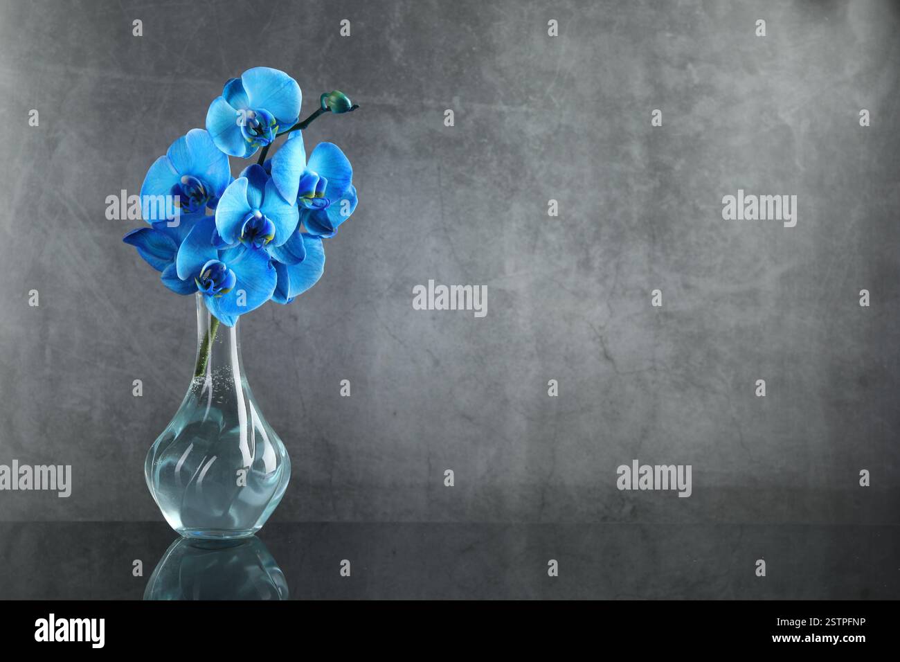 Belles fleurs d'orchidée bleues dans un vase en verre sur la surface miroir, espace pour le texte Banque D'Images