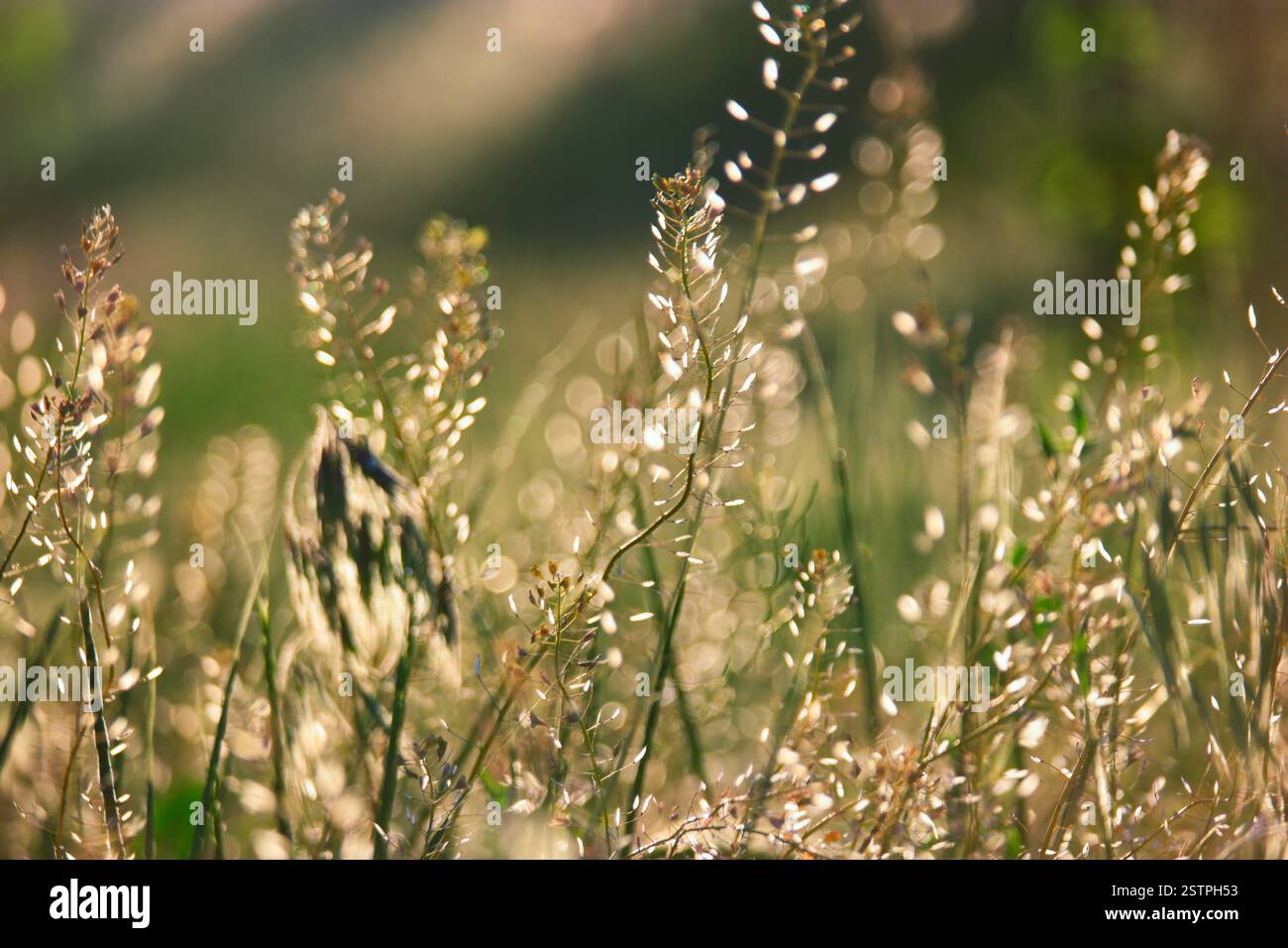 Herbe de steppe sauvage rétroéclairée DOF peu profonde Banque D'Images
