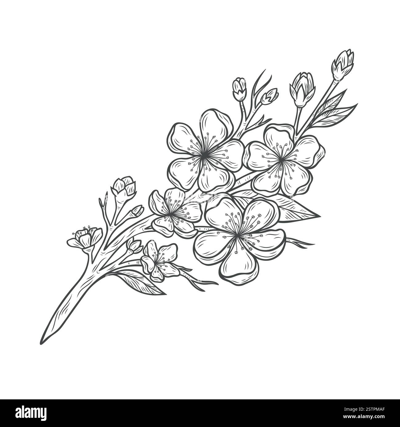 Belle branche de sakura avec des fleurs Illustration de Vecteur