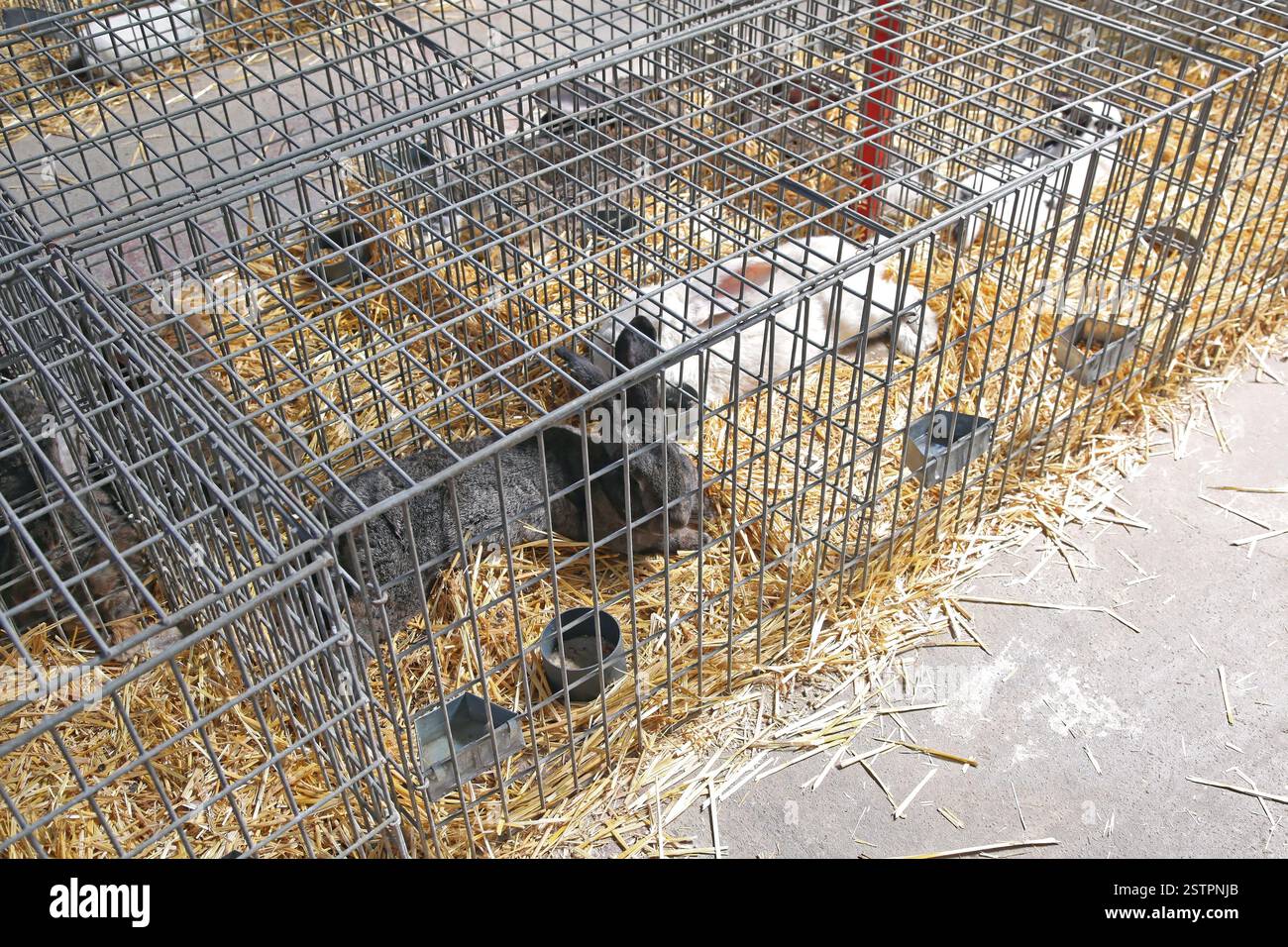 Rabbits Farm Banque D'Images