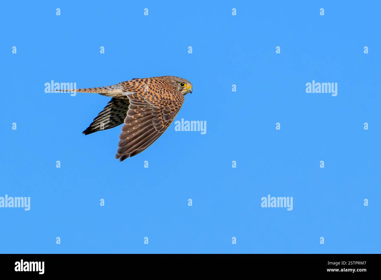 Crételle commune / crételle européenne (Falco tinnunculus) femelle en vol contre le ciel bleu Banque D'Images