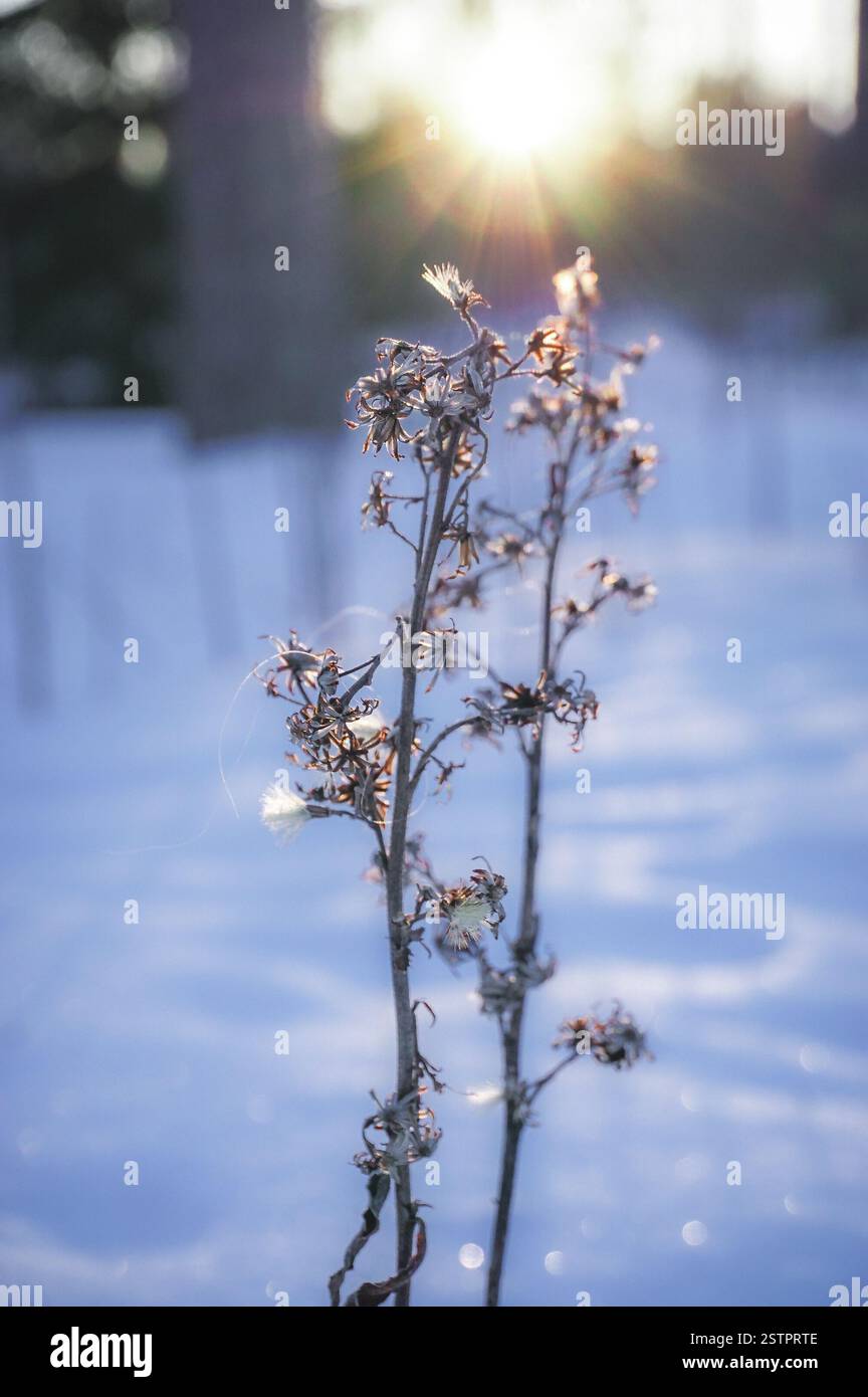 Paysage d'hiver avec la forêt couverte de neige Banque D'Images
