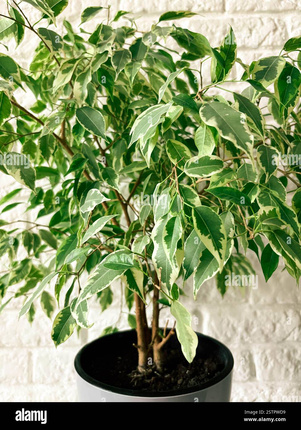 Gros plan de la plante d'intérieur Ficus Benjamina Liana dans un pot contre un mur de briques blanches. Concept de plantes d'intérieur. Plantes en pot Banque D'Images